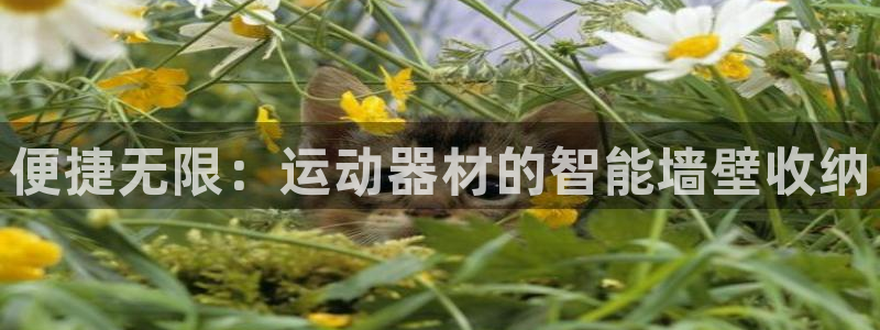 fb体育招商电话是多少：便捷无限：运动器材的智能墙壁收纳